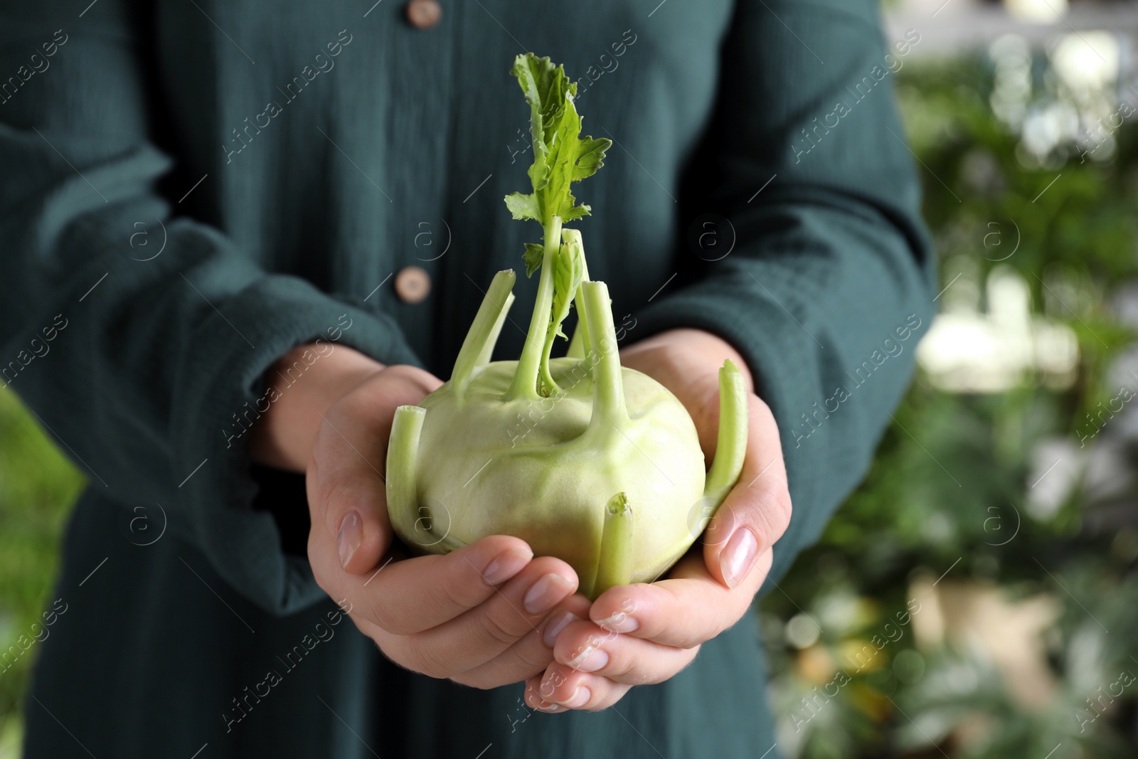 Photo of Woman with ripe kohlrabi plant outdoors, closeup