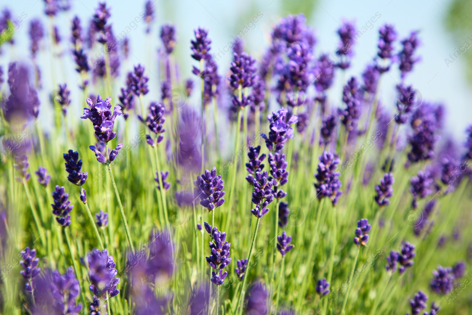 Photo of Beautiful blooming lavender growing in field, closeup