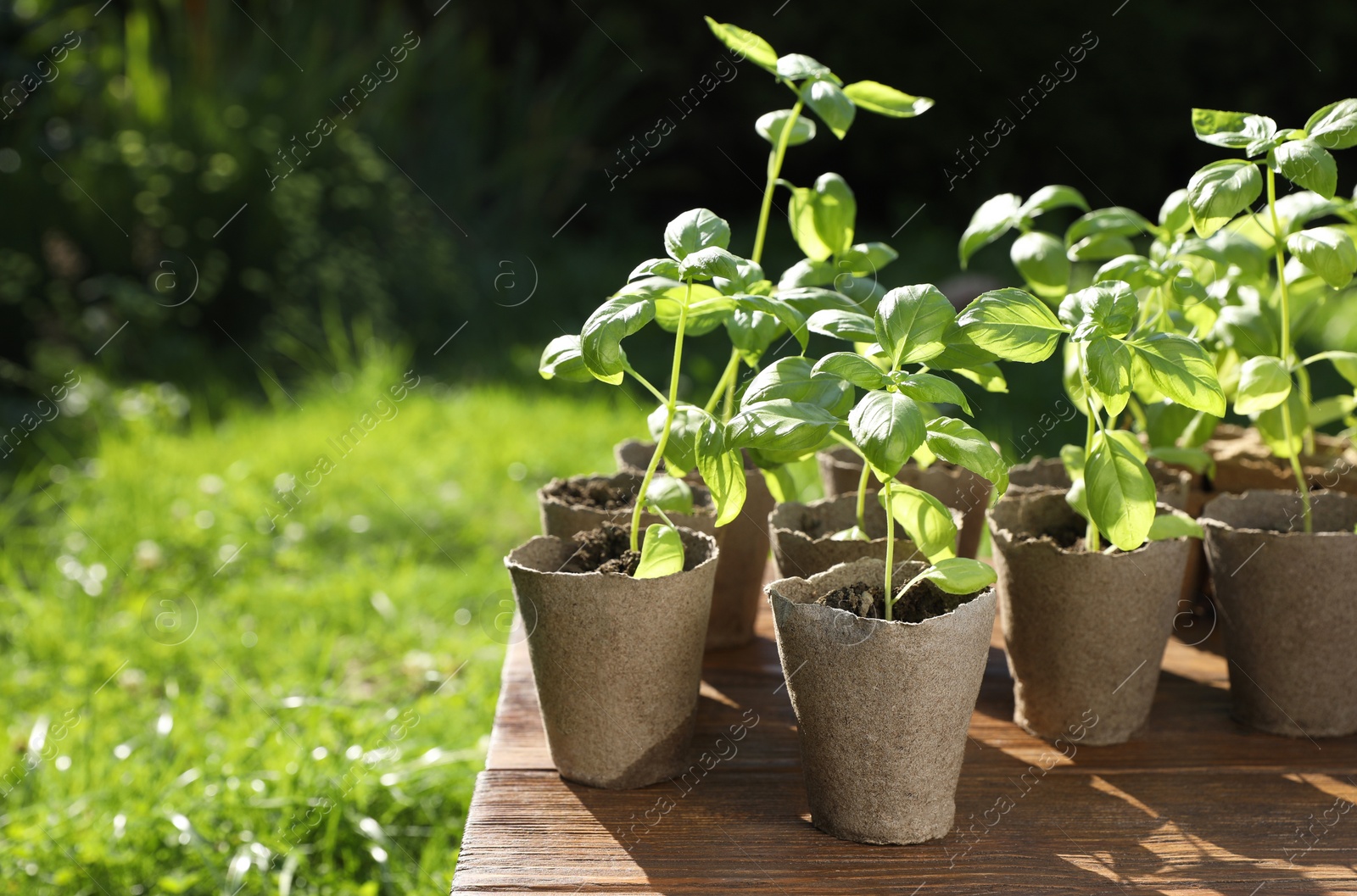 Photo of Beautiful seedlings in peat pots on wooden table outdoors. Space for text