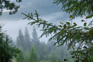 Photo of Beautiful conifer trees in forest covered with fog