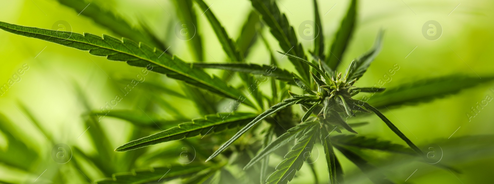 Image of Green hemp on blurred background, closeup. Banner design