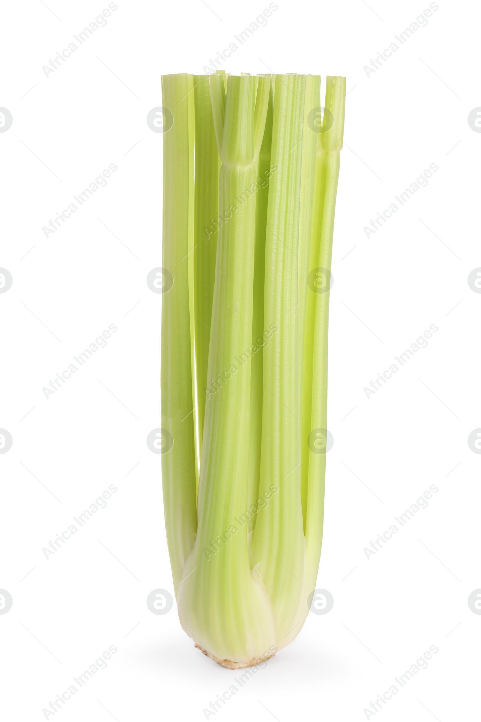 Photo of Fresh ripe green celery isolated on white