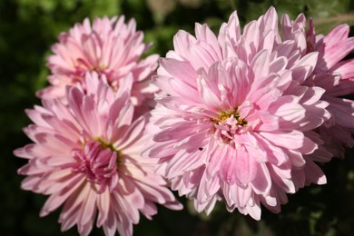 Photo of Beautiful pink chrysanthemum flowers growing outdoors, closeup