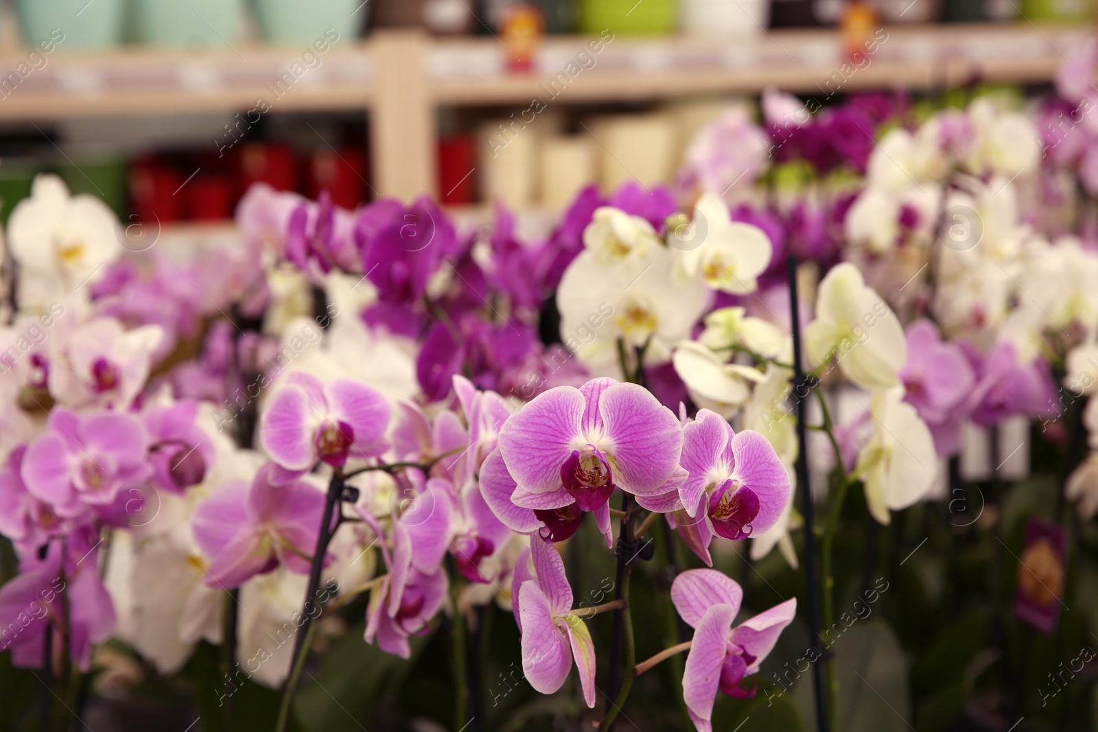 Photo of Beautiful blooming orchid flowers, closeup. Tropical plant