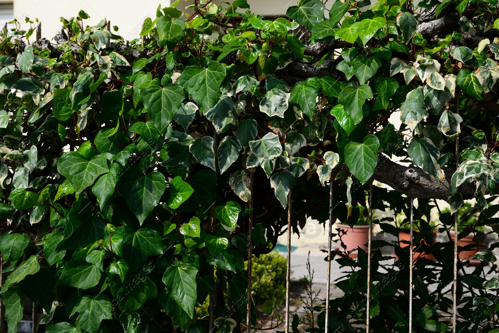 Photo of Creeping plant with green leaves on fence outdoors