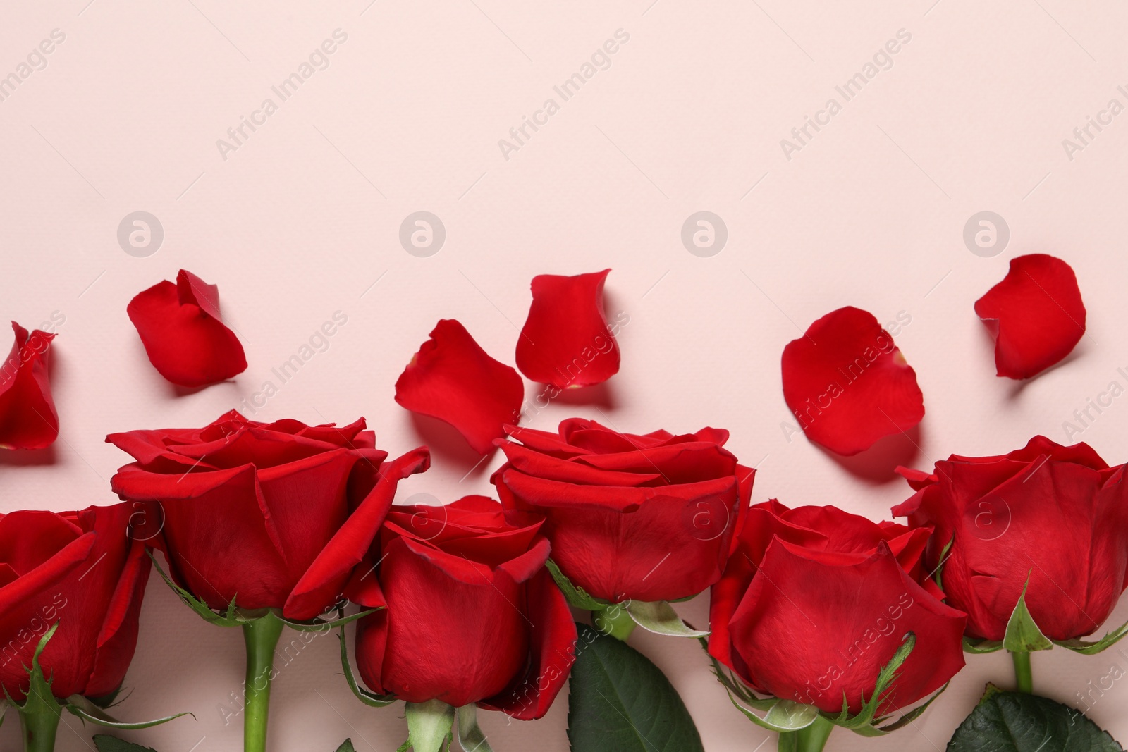 Photo of Beautiful red roses and petals on pale pink background, flat lay. Space for text