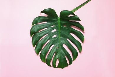 Green fresh monstera leaf on color background, top view. Tropical plant