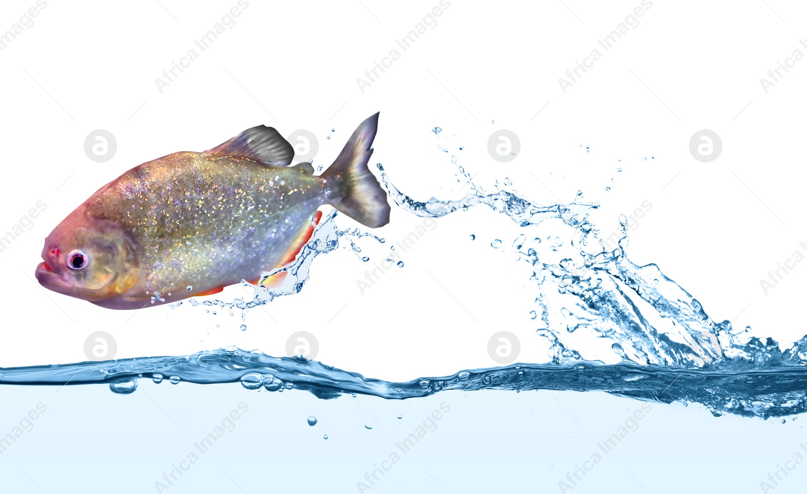 Image of Beautiful shiny piranha fish in clear water