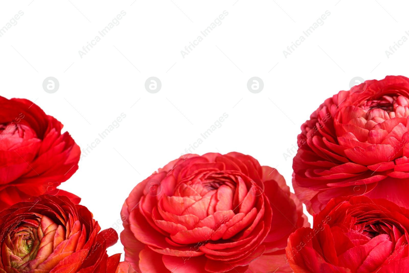 Photo of Beautiful fresh ranunculus flowers on white background, closeup