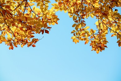 Photo of Beautiful tree with bright autumn leaves outdoors on sunny day. Space for text