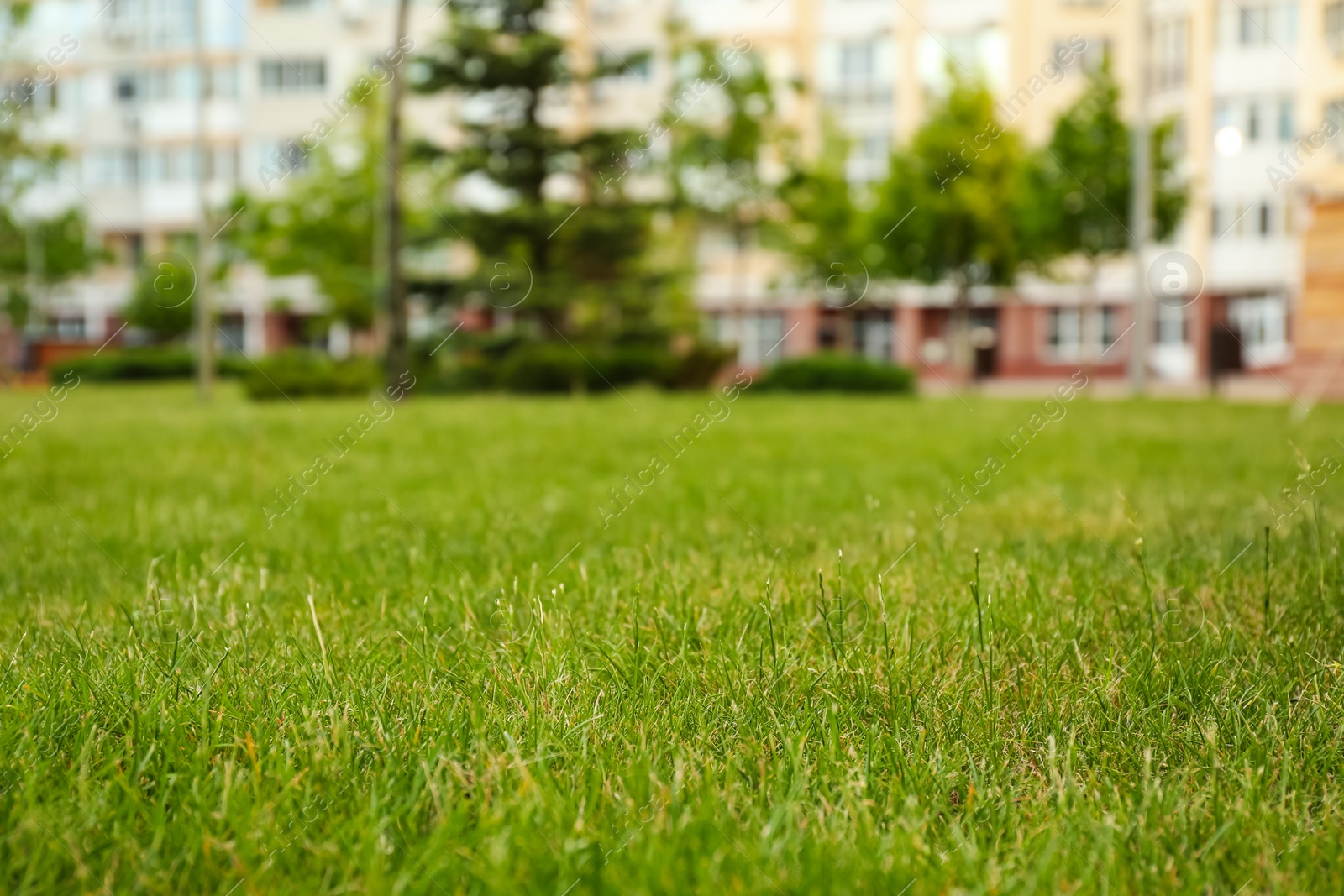 Photo of Fresh green grass in park on sunny day