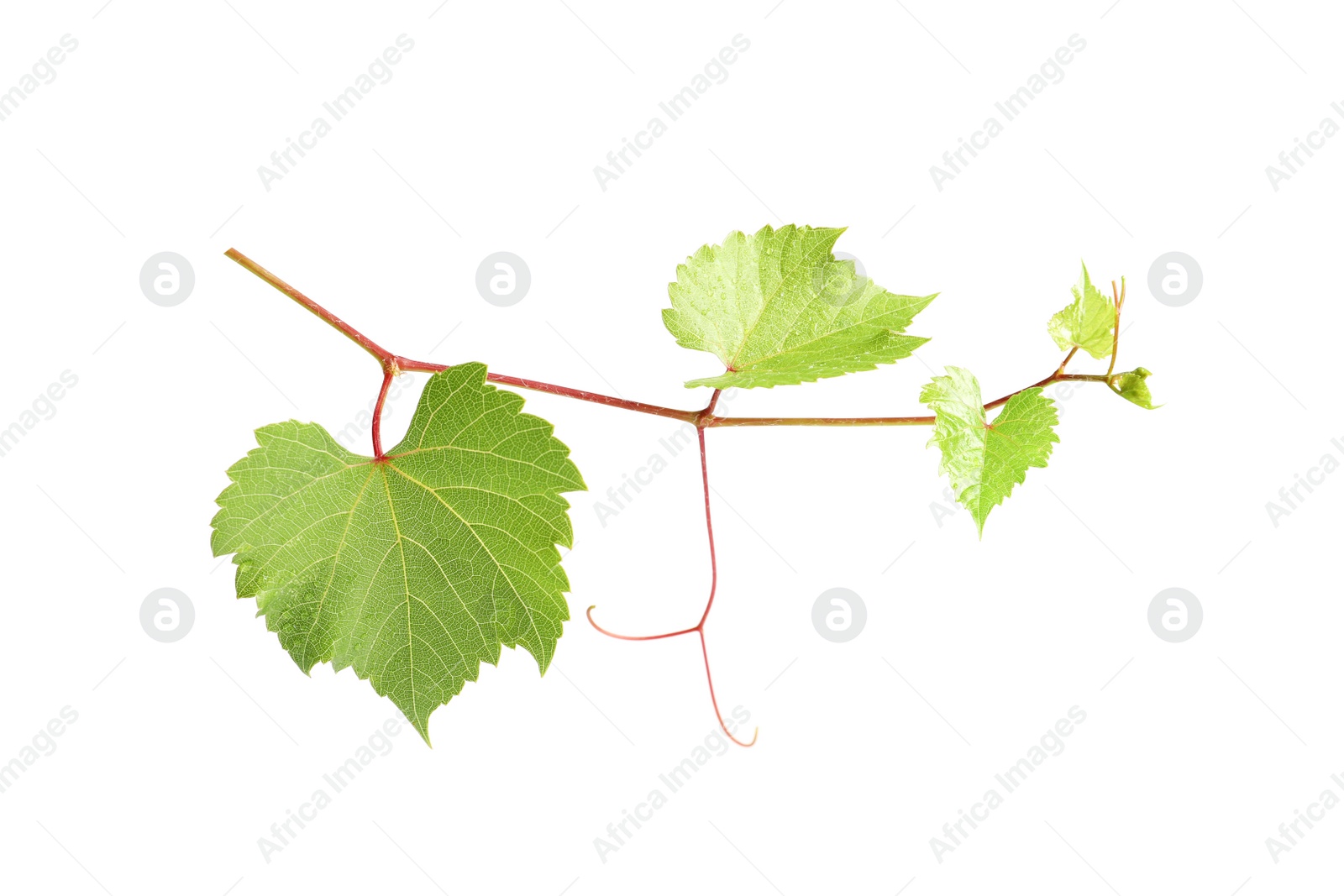 Photo of Fresh grapevine with leaves isolated on white