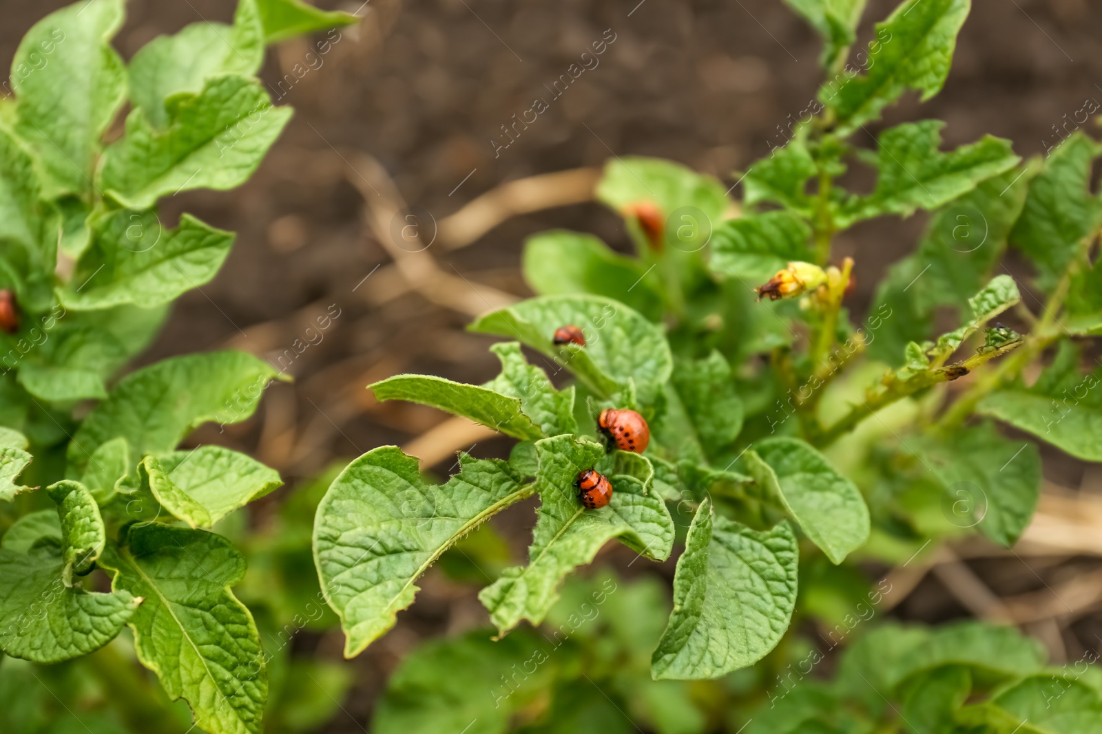 Photo of Larvae of colorado beetles on potato plant outdoors, closeup