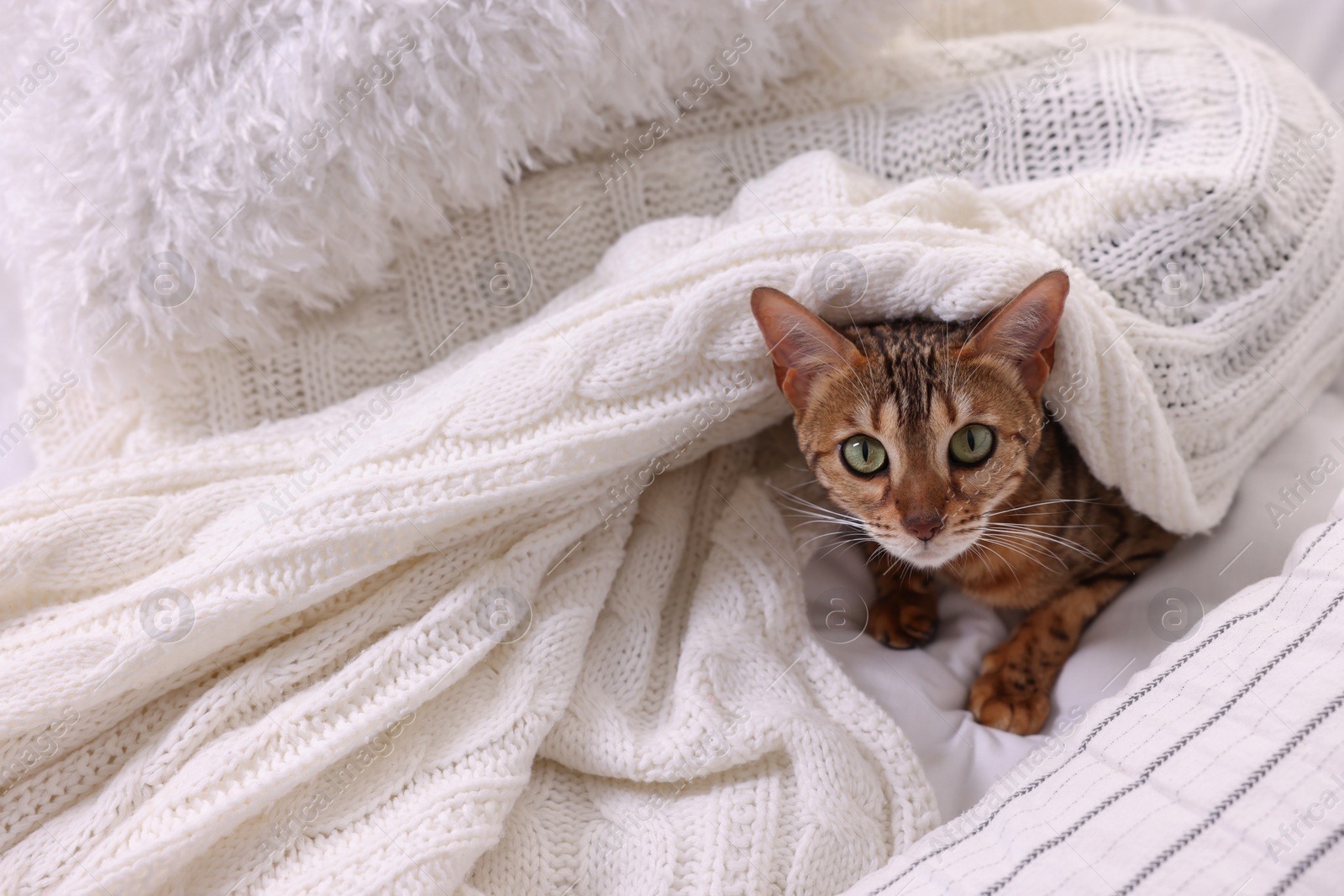 Photo of Cute Bengal cat lying on bed at home, space for text. Adorable pet