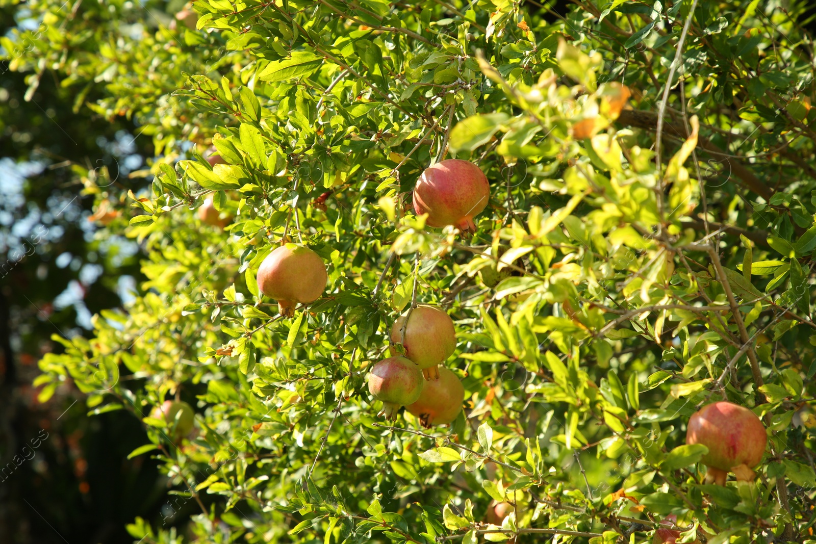 Photo of Many unripe pomegranates growing on tree in garden