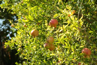 Photo of Many unripe pomegranates growing on tree in garden