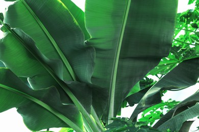 Photo of Banana tree with green leaves growing outdoors, closeup