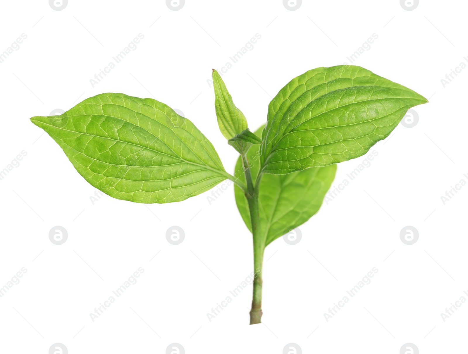 Photo of Branch with green leaves on white background