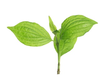 Photo of Branch with green leaves on white background