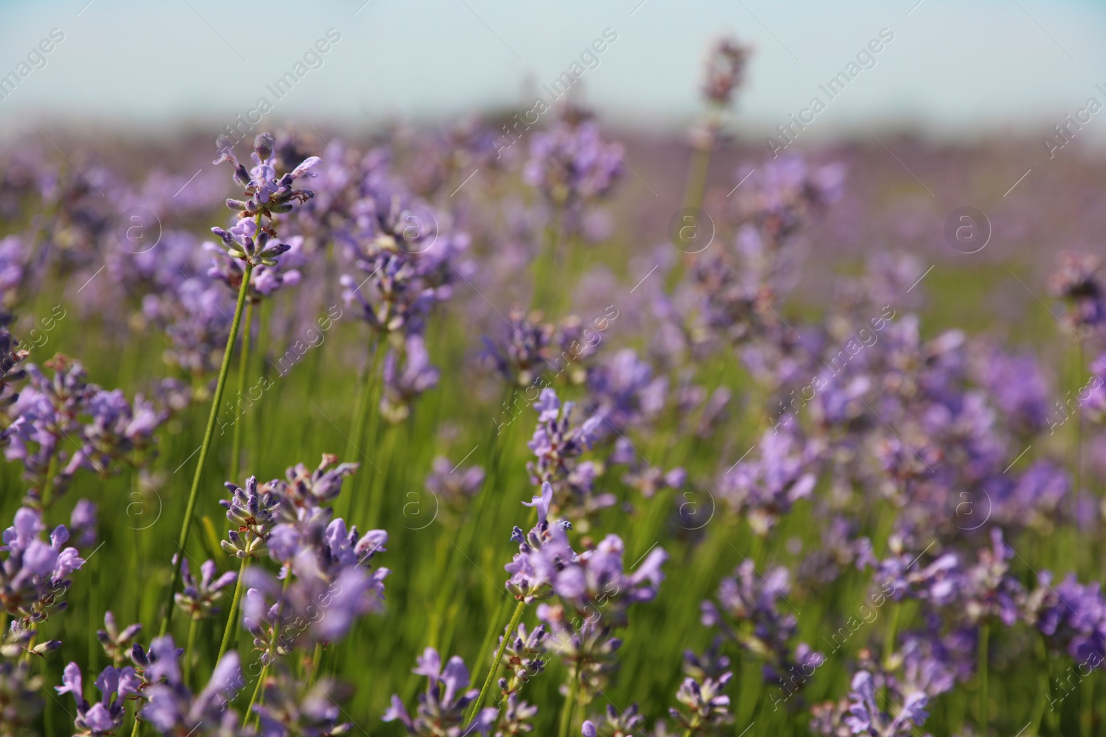 Photo of Beautiful blooming lavender field on summer day, closeup