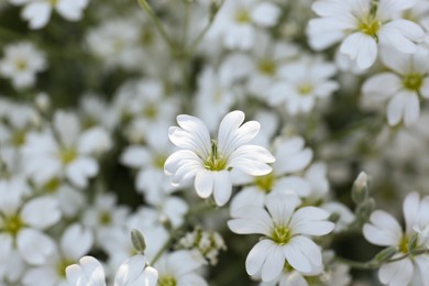 Photo of Beautiful white snow-in-summer flowers outdoors, closeup view
