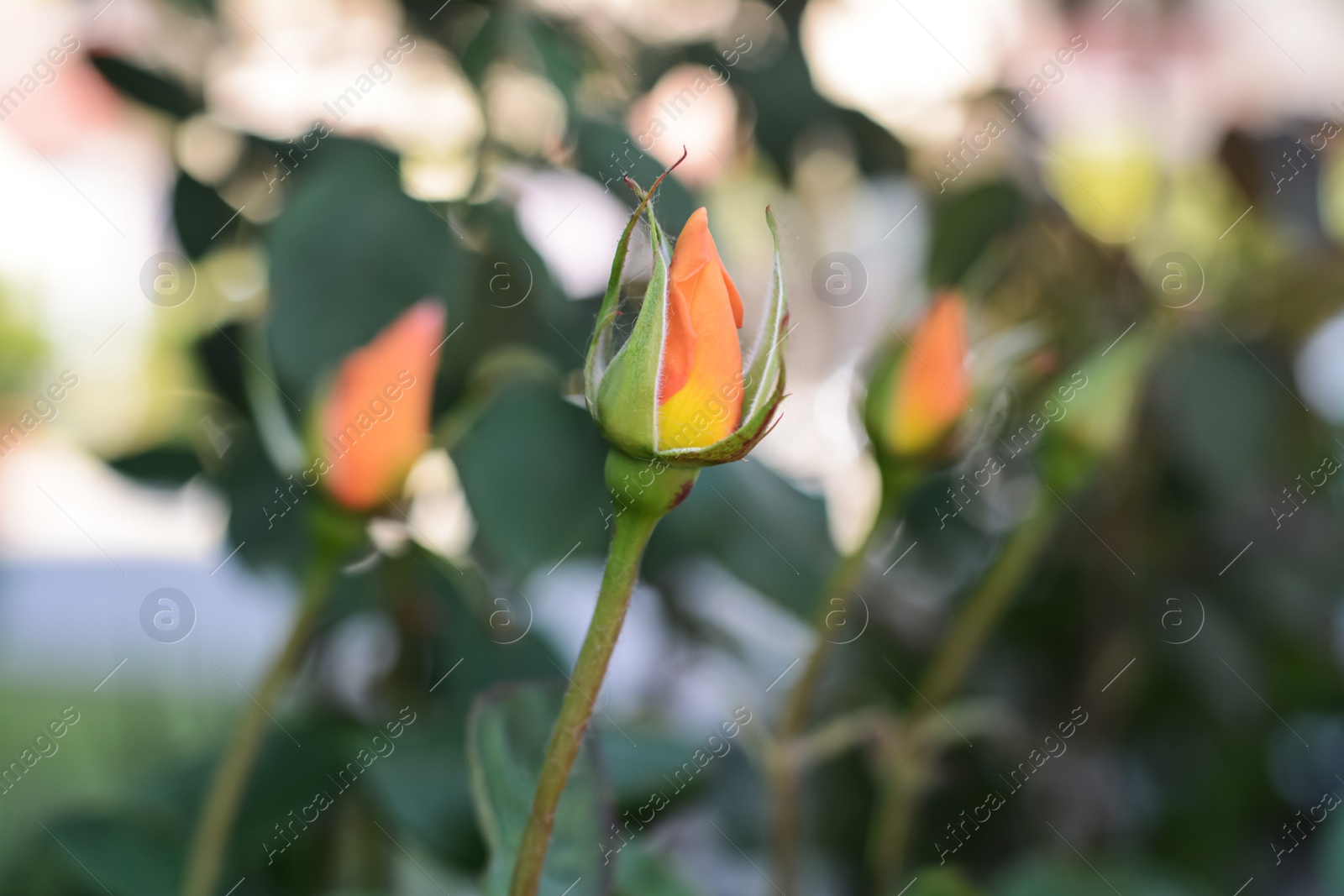 Photo of Beautiful rose bud blooming outdoors on summer day, closeup