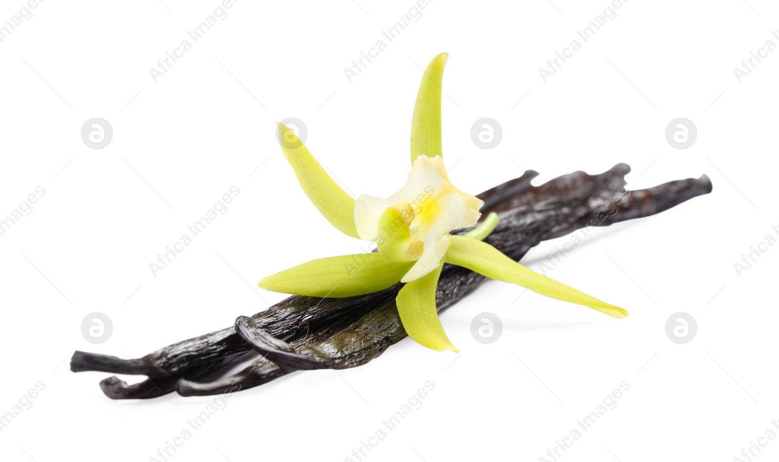 Photo of Vanilla pods and beautiful flower isolated on white