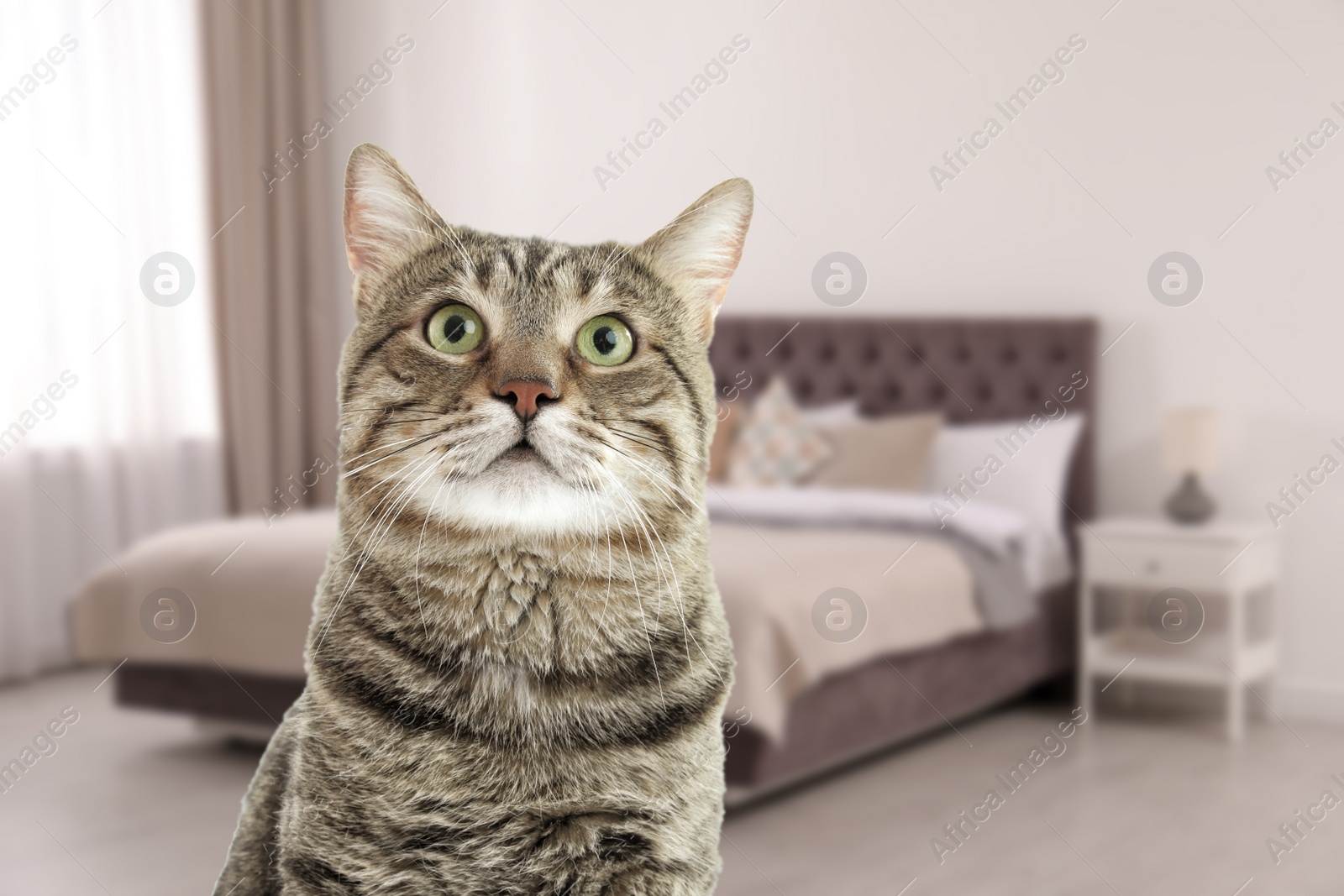 Image of Beautiful tabby cat in bedroom, space for text. Pet friendly hotel