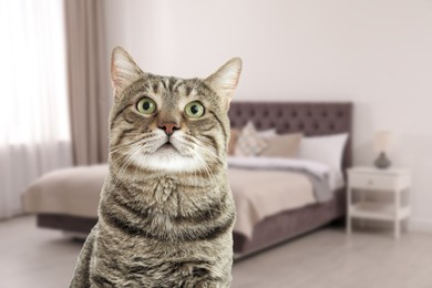 Beautiful tabby cat in bedroom, space for text. Pet friendly hotel