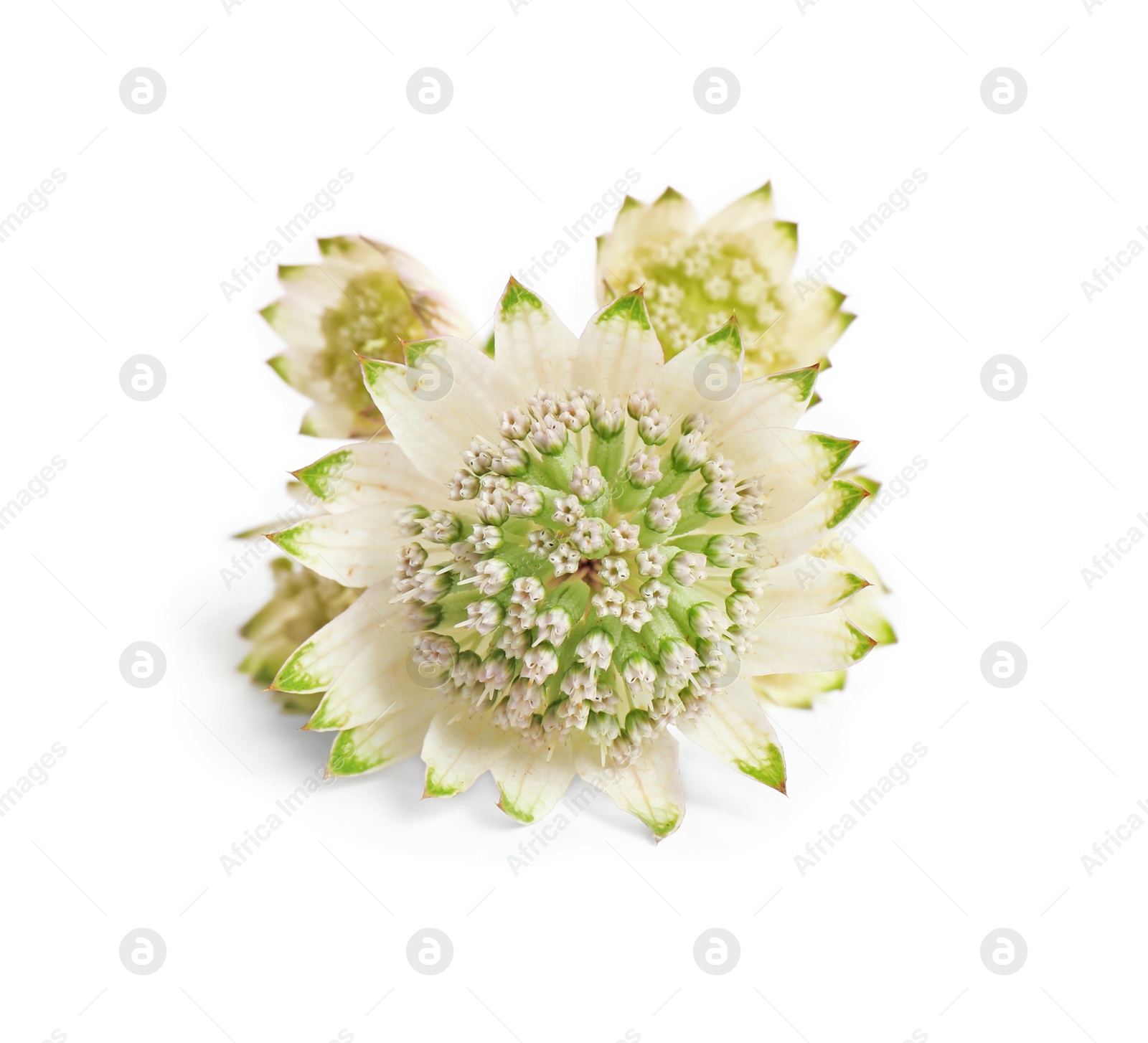 Photo of Beautiful fresh astrantia flowers isolated on white