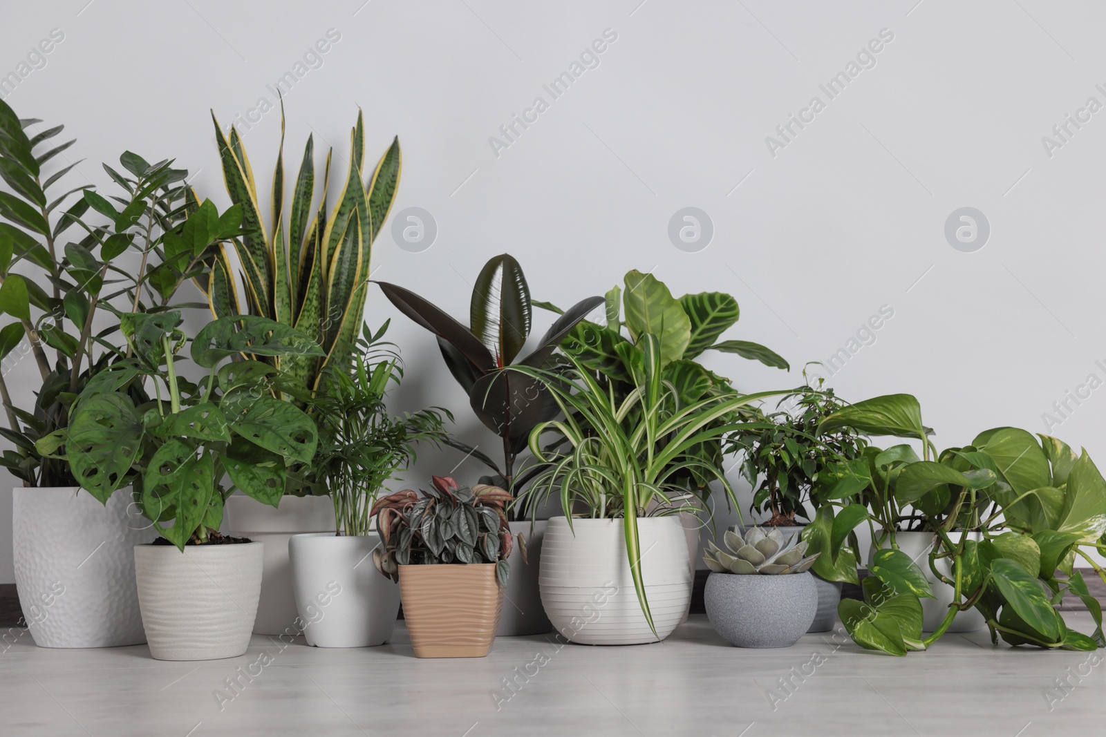 Photo of Collection of beautiful houseplants on floor near light wall