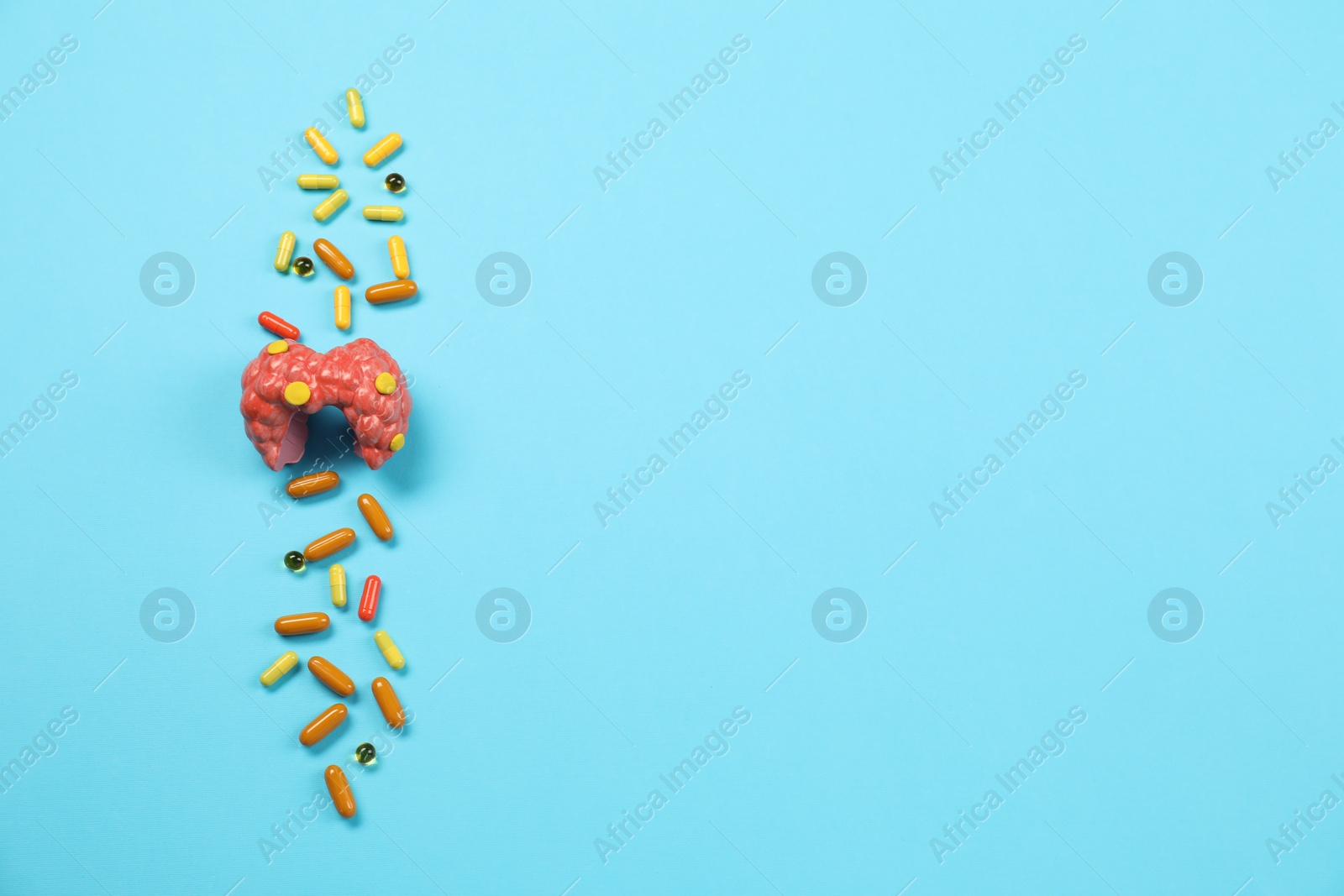 Photo of Endocrinology. Capsules and model of thyroid gland on light blue background, top view. Space for text