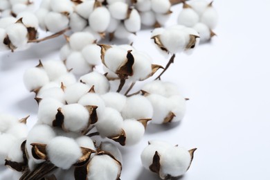 Photo of Branches with cotton flowers on white background, closeup