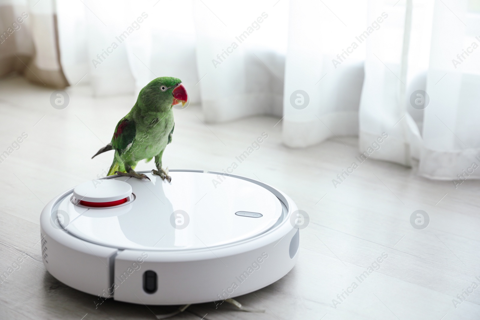 Photo of Modern robotic vacuum cleaner and Alexandrine parakeet on floor indoors