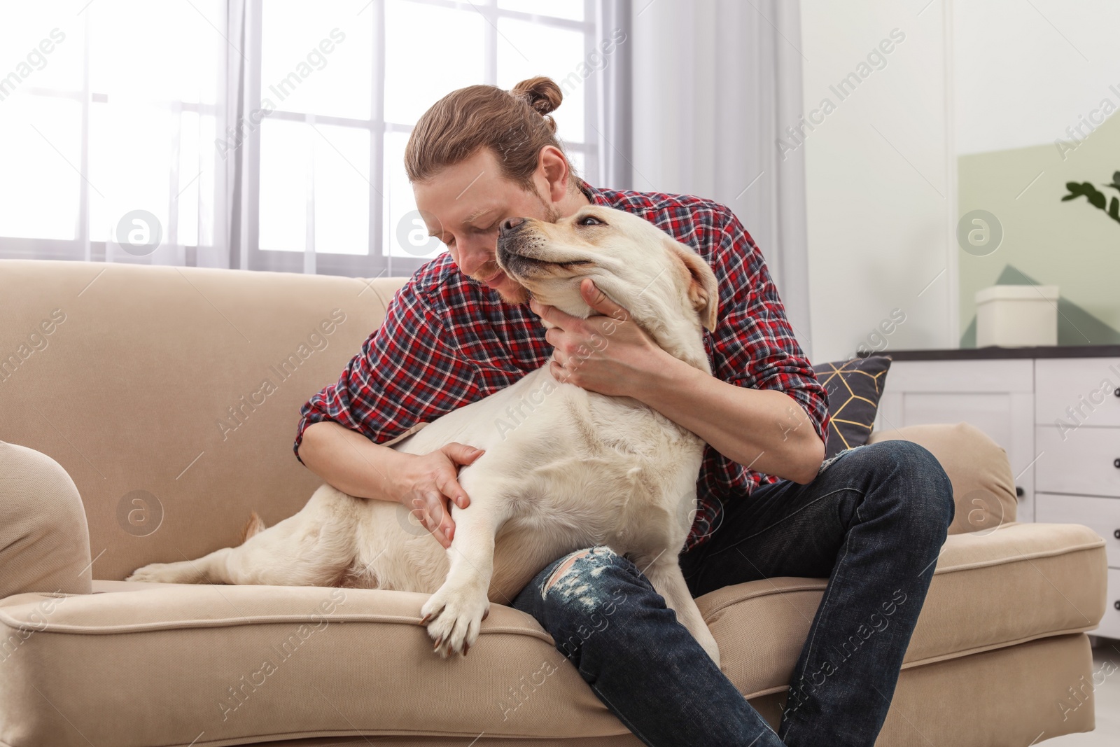 Photo of Adorable yellow labrador retriever with owner on couch indoors