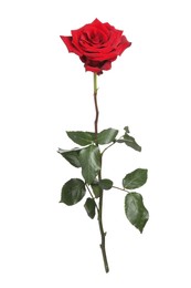 Photo of Beautiful fresh red rose isolated on white