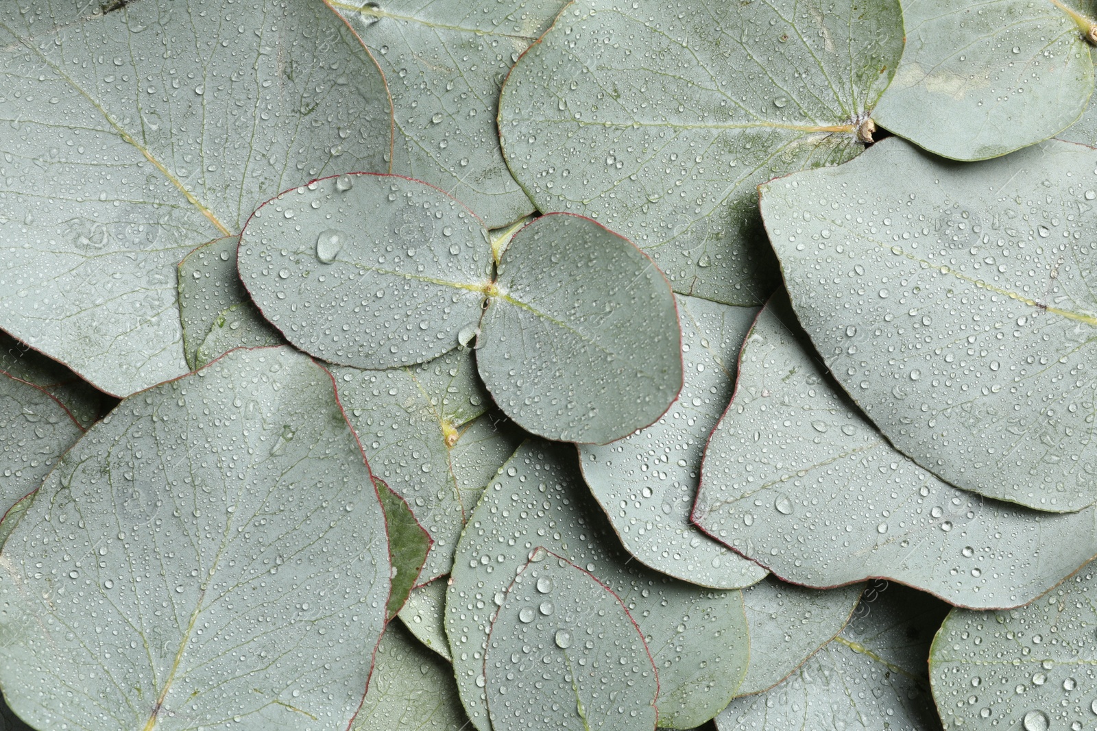 Photo of Fresh green leaves of eucalyptus with water drops as background, top view