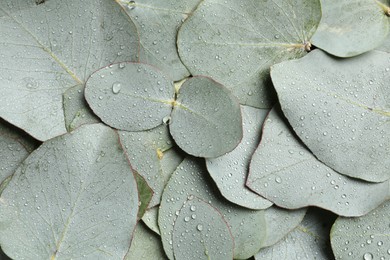 Photo of Fresh green leaves of eucalyptus with water drops as background, top view