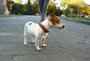 Photo of Man with adorable Jack Russell Terrier on city street, closeup. Dog walking