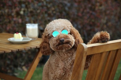 Photo of Cute fluffy dog with sunglasses resting in outdoor cafe