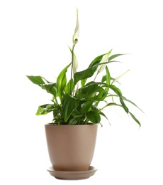 Peace lily in pot isolated on white