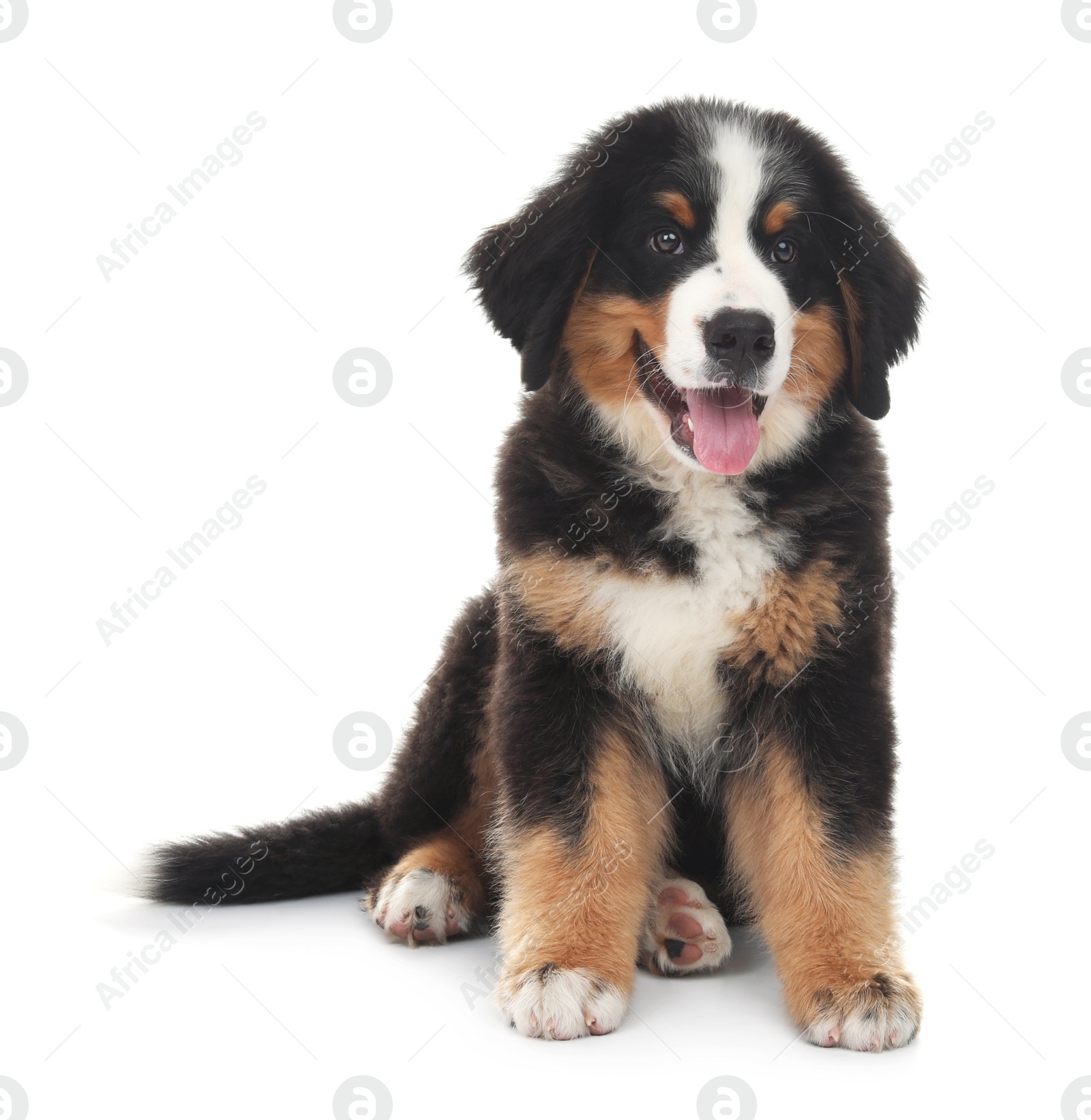 Photo of Adorable Bernese Mountain Dog puppy on white background