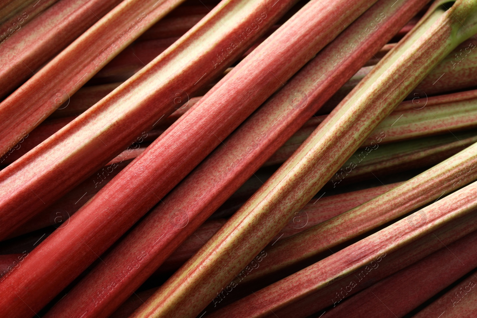 Photo of Fresh ripe rhubarb stalks as background, closeup