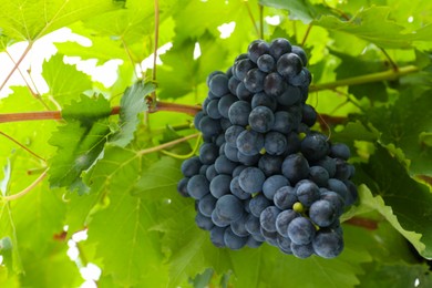 Photo of Ripe juicy grapes on branch growing in vineyard, low angle view. Space for text
