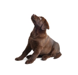 Photo of Cute chocolate Labrador Retriever puppy on white background