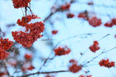 Red rowan berries on tree branches covered with snow outdoors on cold winter day, space for text