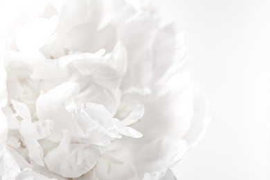 Image of Beautiful blooming white peony as background, closeup