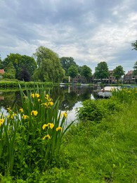 Photo of Beautiful yellow iris flowers growing near city canal