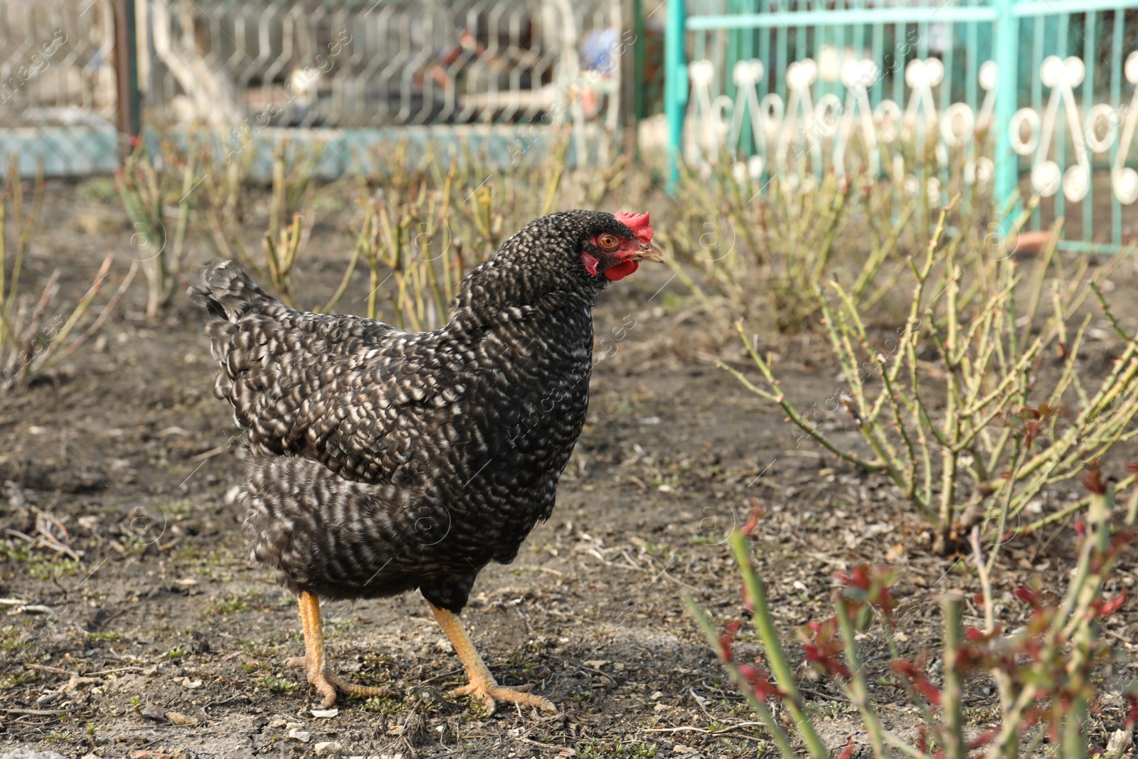 Photo of Beautiful black chicken walking outdoors on sunny day