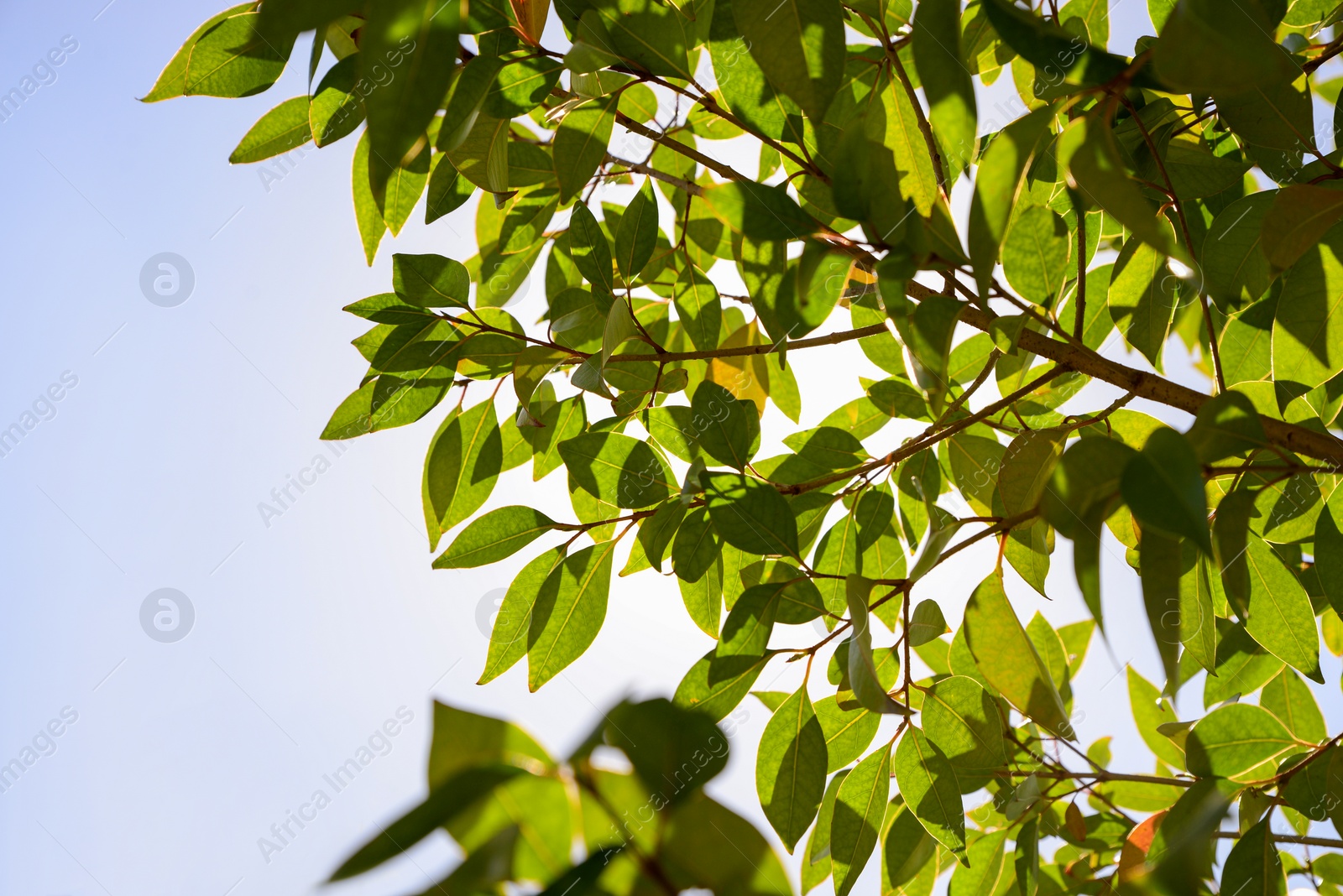 Photo of Closeup view of tree with lush green foliage outdoors on sunny day